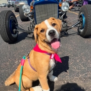Puppy with pink bandana in front of a classic blue hot rod at the Rosewood Homes Car Show in Sioux Falls