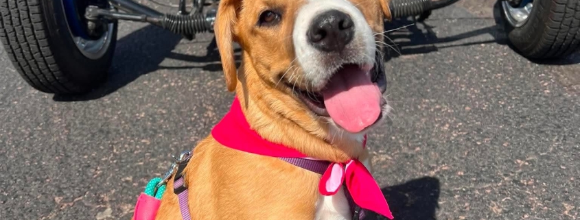Puppy with pink bandana in front of a classic blue hot rod at the Rosewood Homes Car Show in Sioux Falls