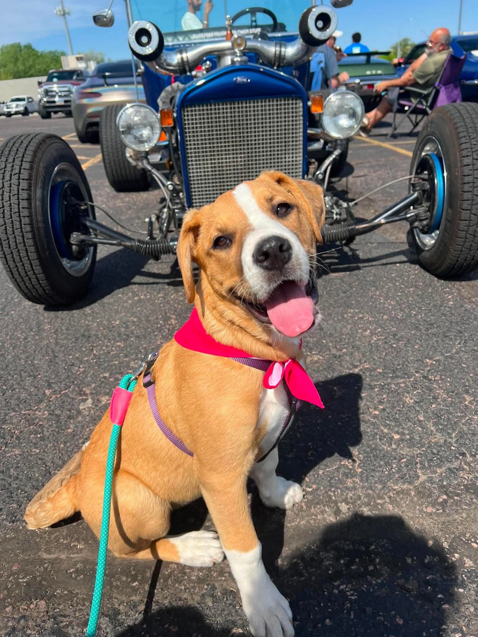 Puppy with pink bandana in front of a classic blue hot rod at the Rosewood Homes Car Show in Sioux Falls